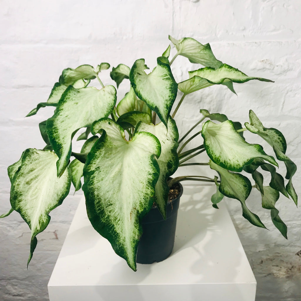 Caladium (Caladium White)
