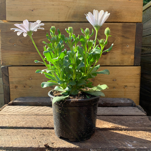 Osteospermum (Osteospermum)