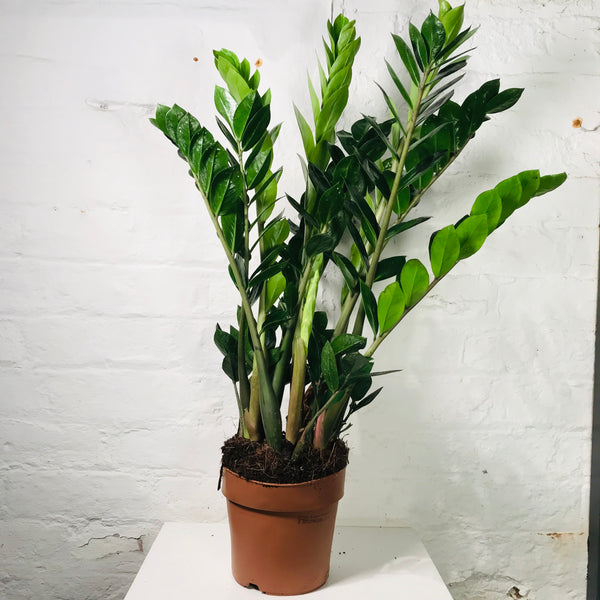 Zamioculcas Zamiifolia (ZZ Plant)