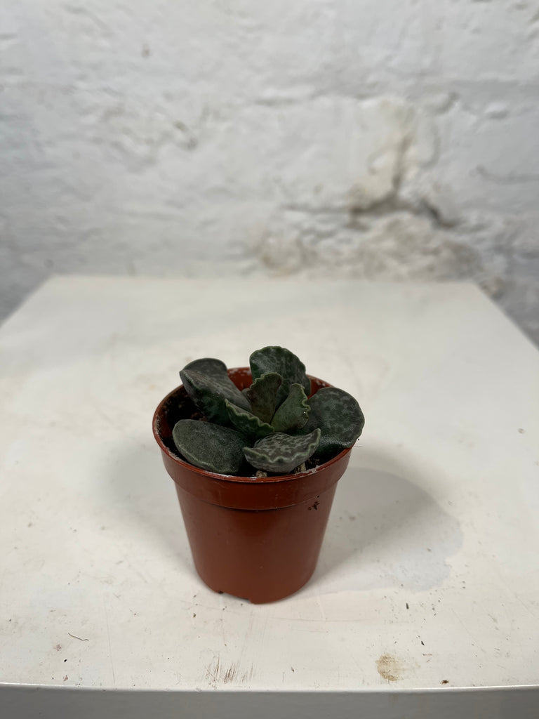 Adromischus cooperi (Plover Eggs plant)