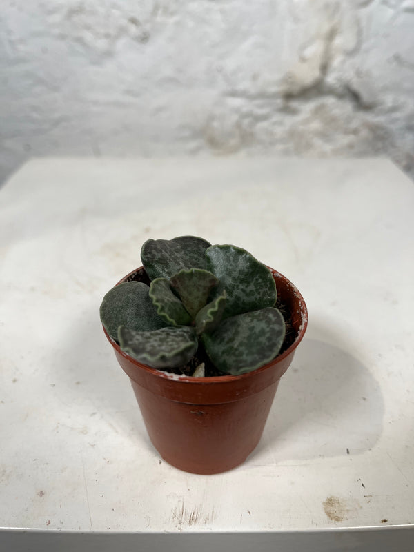 Adromischus cooperi (Plover Eggs plant)