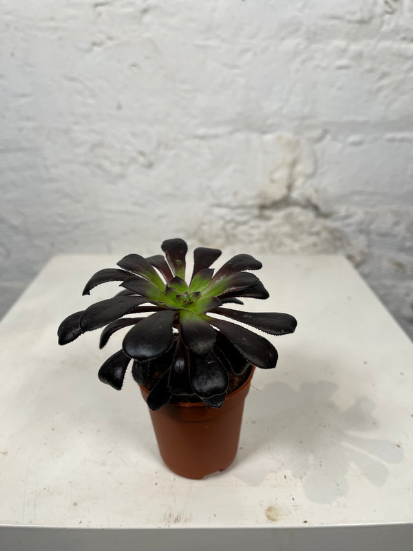 Aeonium Schwartzkopf (Desert Rose)