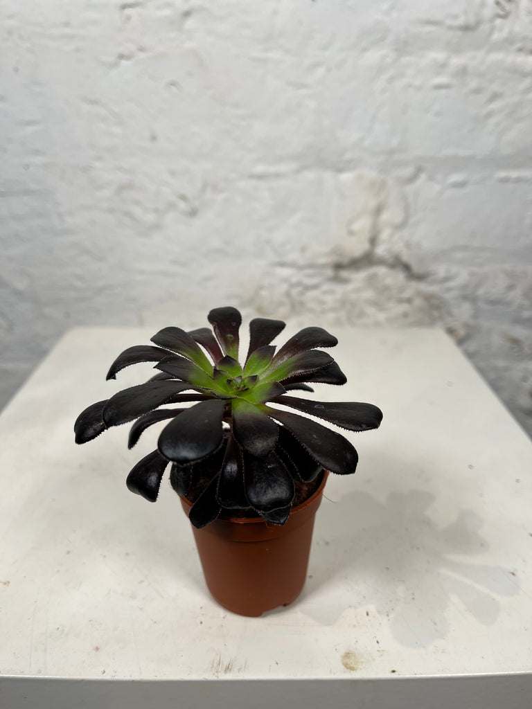 Aeonium Schwartzkopf (Desert Rose)