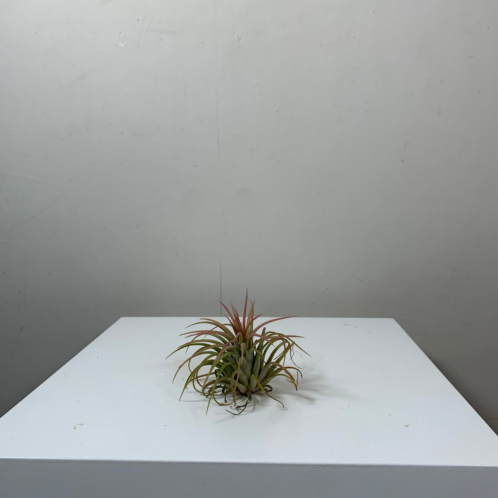 Tillandsia (Air Plant)