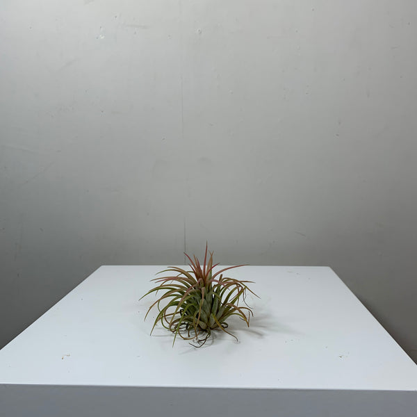Tillandsia (Air Plant)
