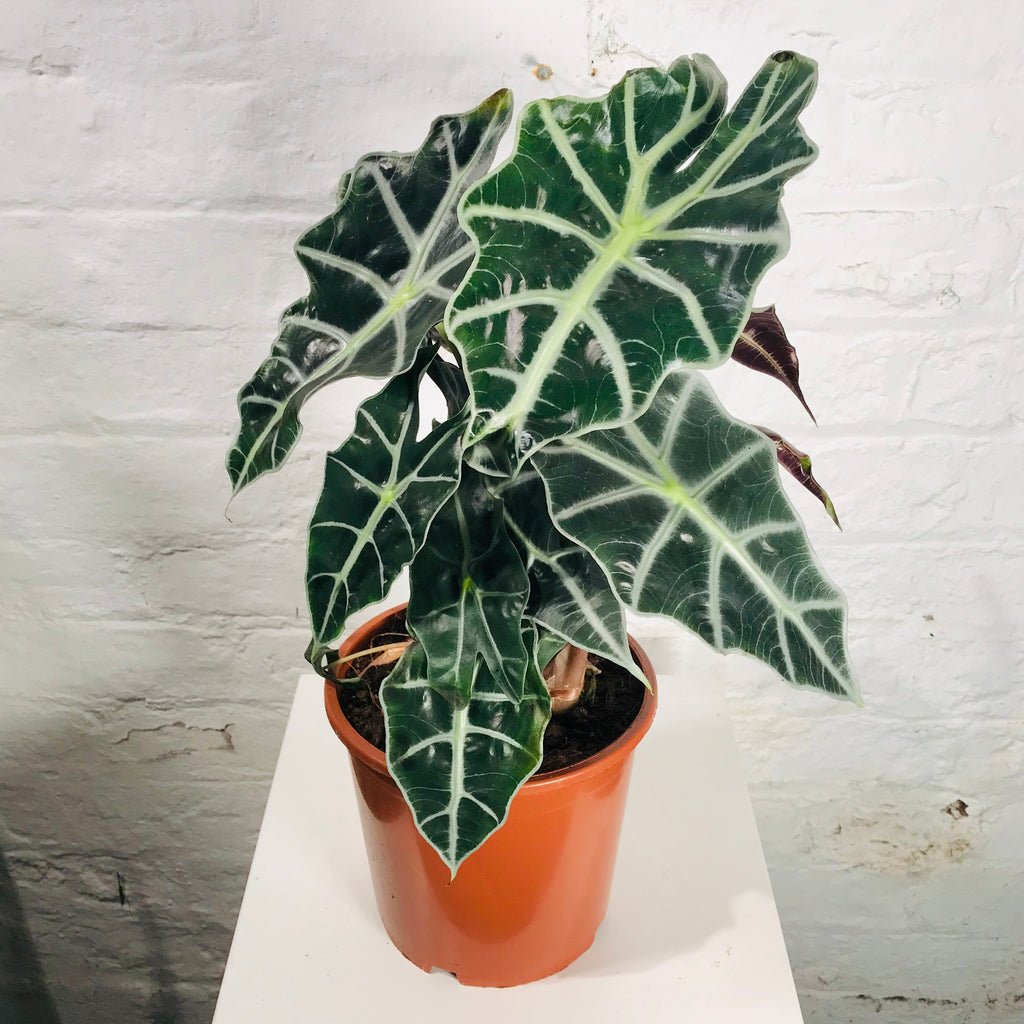 Alocasia Polly (Elephant Ear)