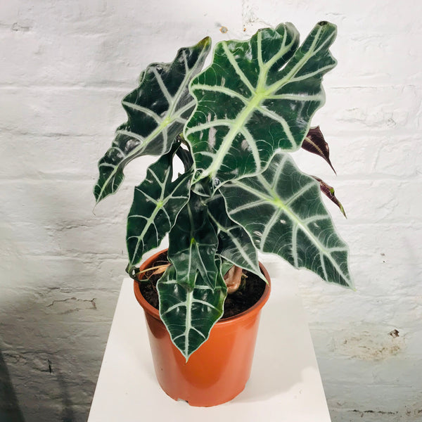Alocasia Polly (Elephant Ear)