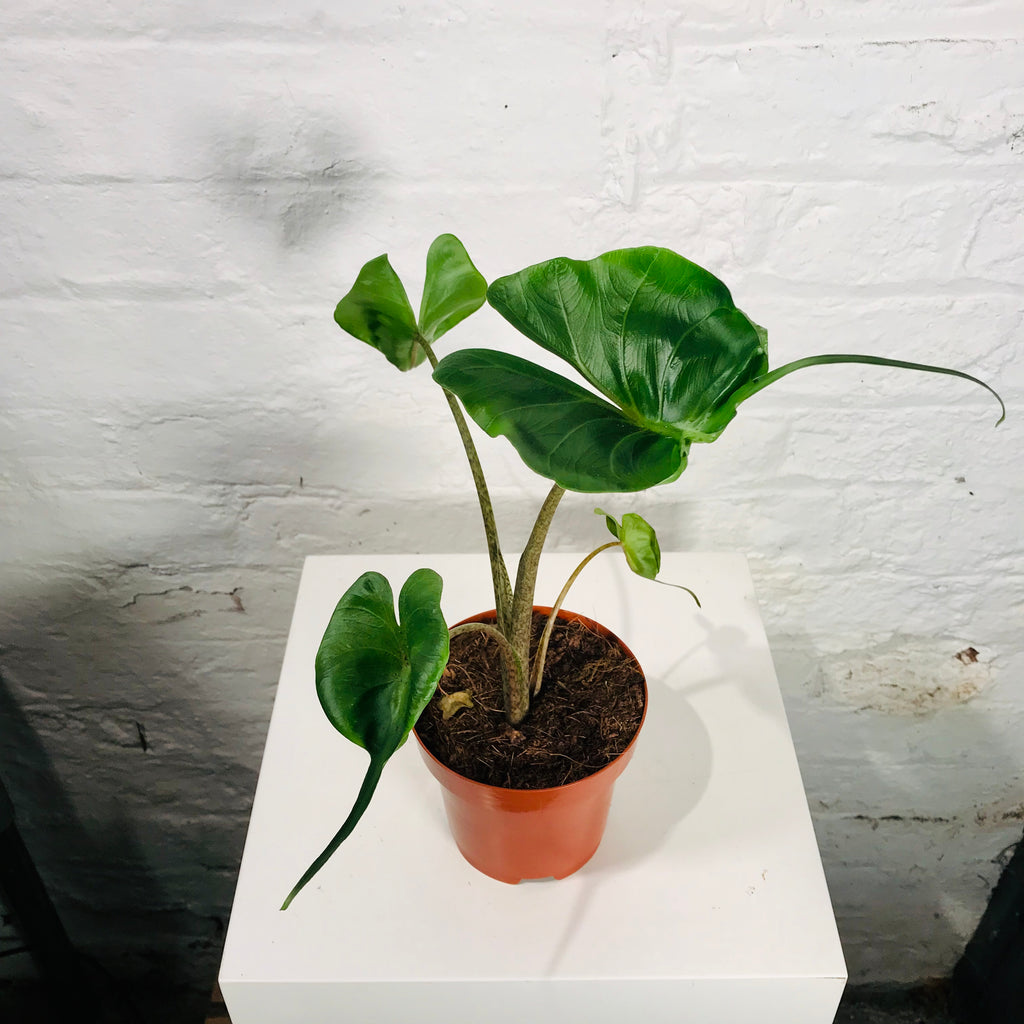 Alocasia Macrorrhiza (Alocasia Stingray)
