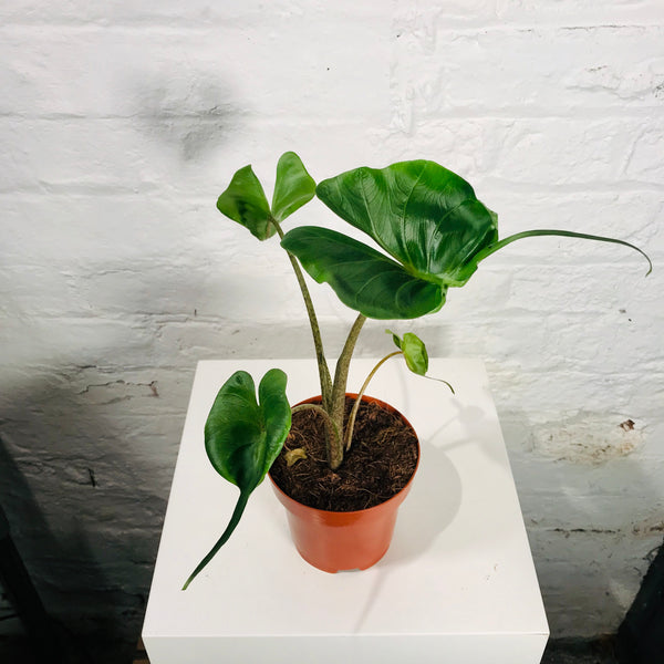 Alocasia Macrorrhiza (Alocasia Stingray)