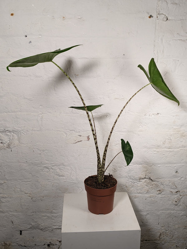 Alocasia Zebrina (Elephant Ear)