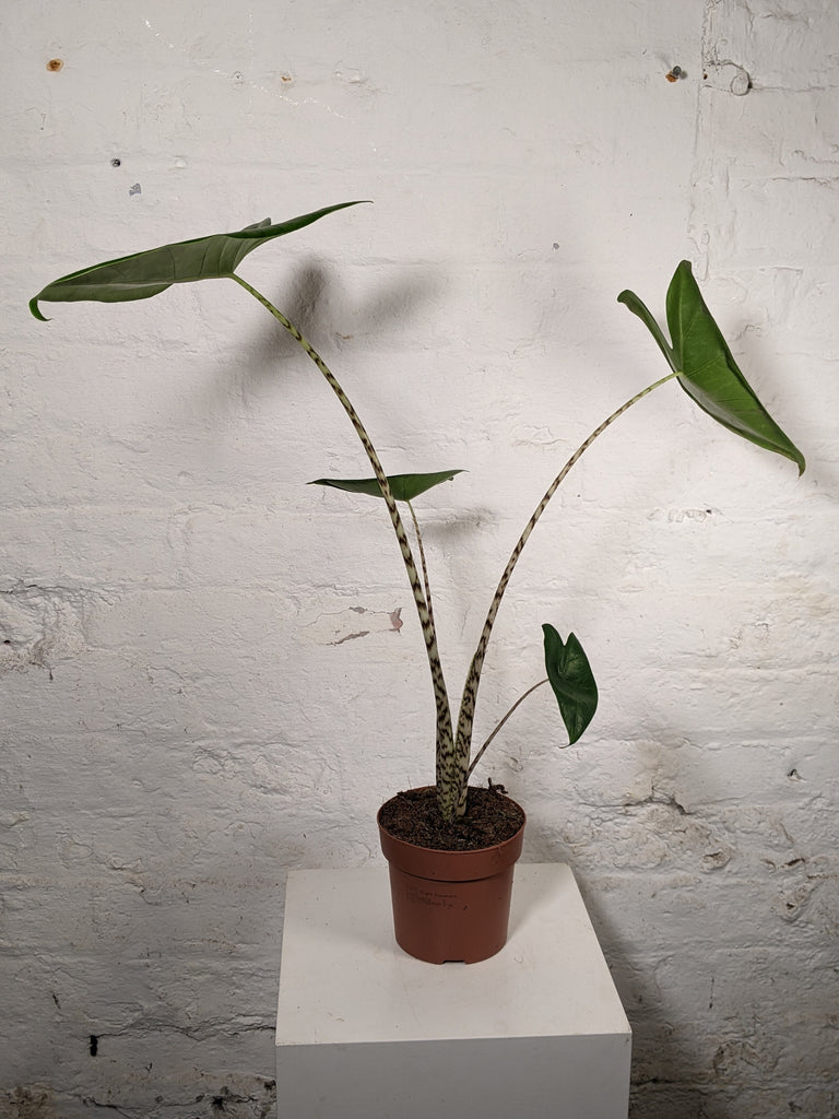 Alocasia Zebrina (Elephant Ear)