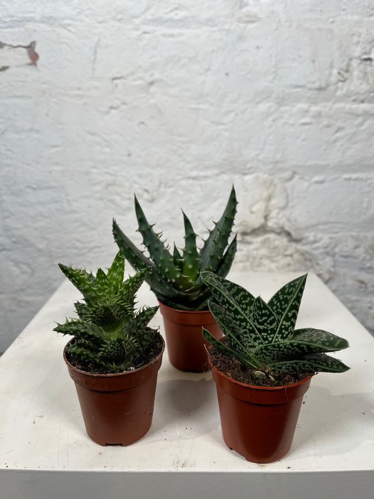 Aloe mix (Mix of variety of Aloe plants)