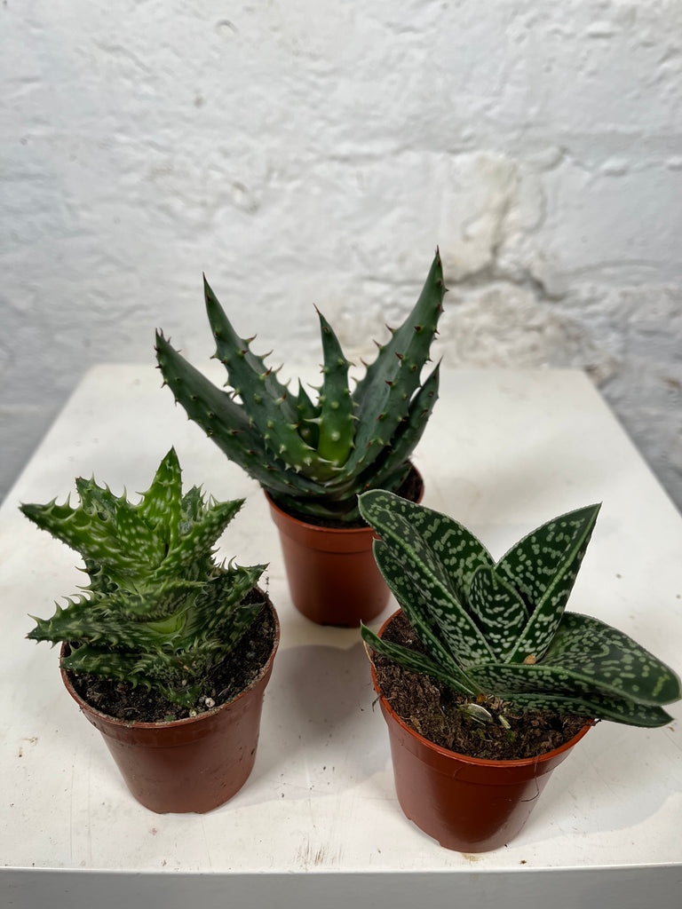 Aloe mix (Mix of variety of Aloe plants)
