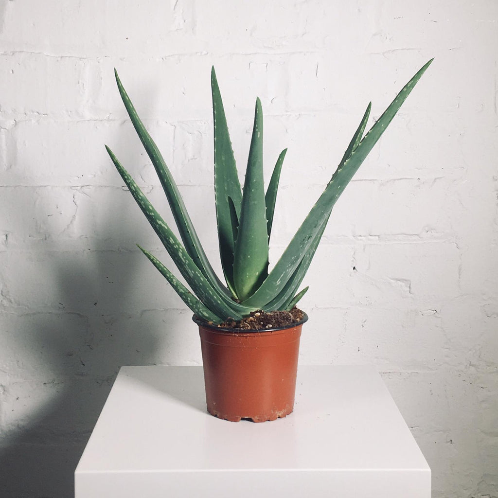 Aloe Vera (Aloe Vera)