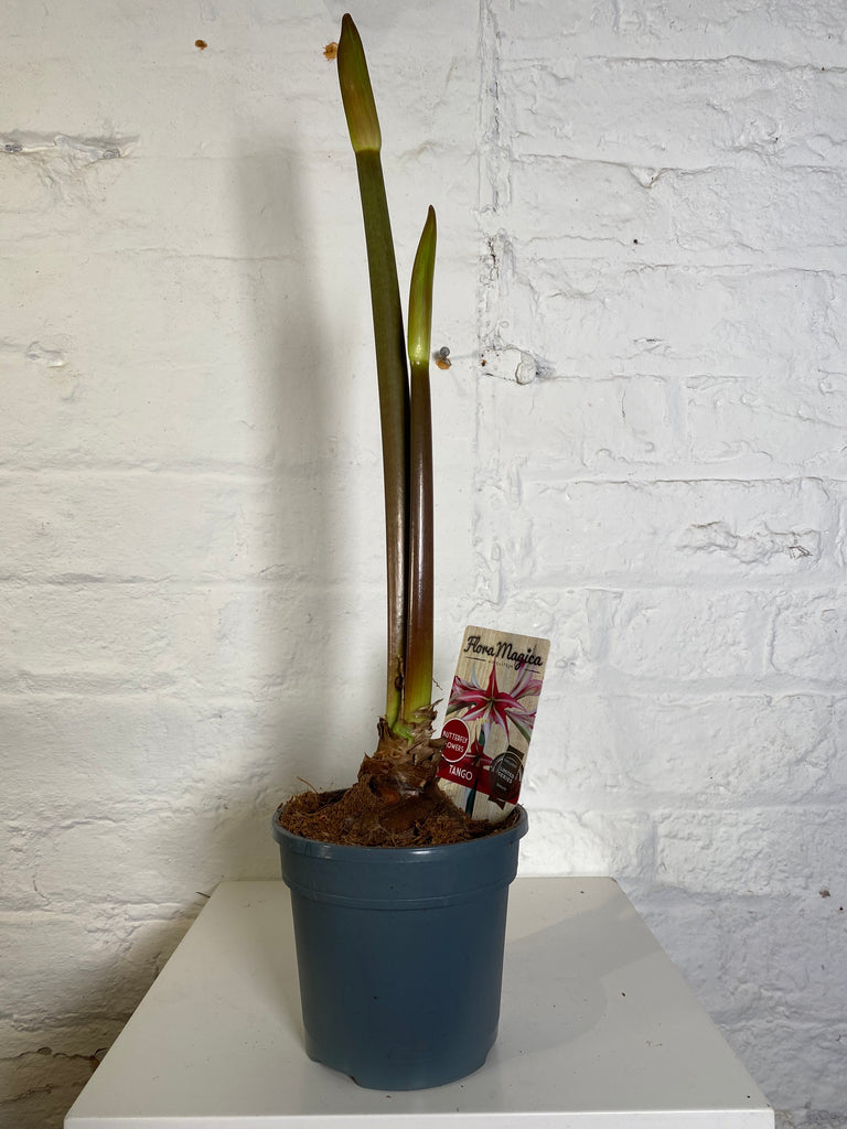 Hippeastrum (Amaryllis)