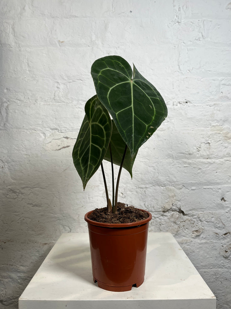 Anthurium clarinervium (Giant laceleaf)
