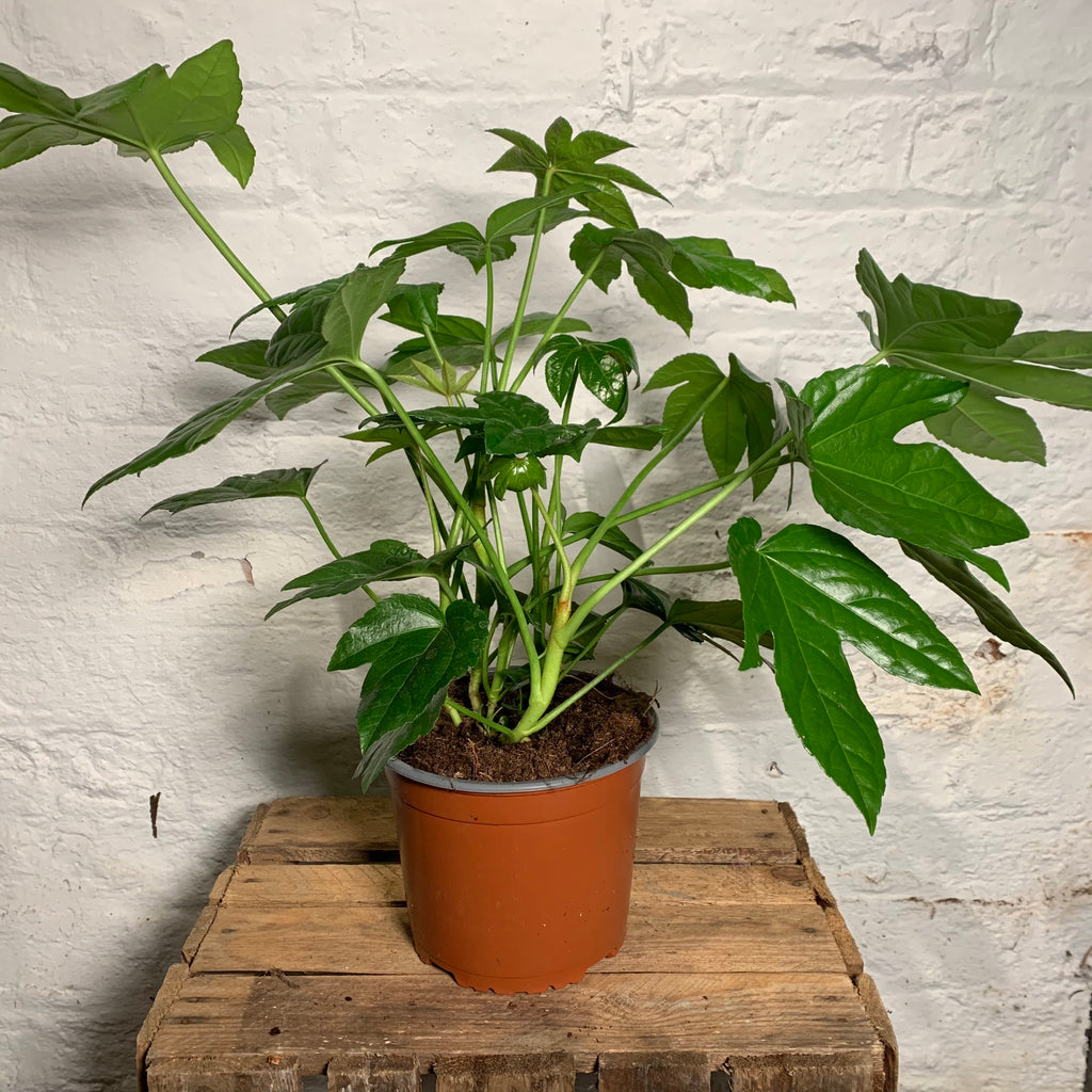 Fatsia Japonica (Aralia)