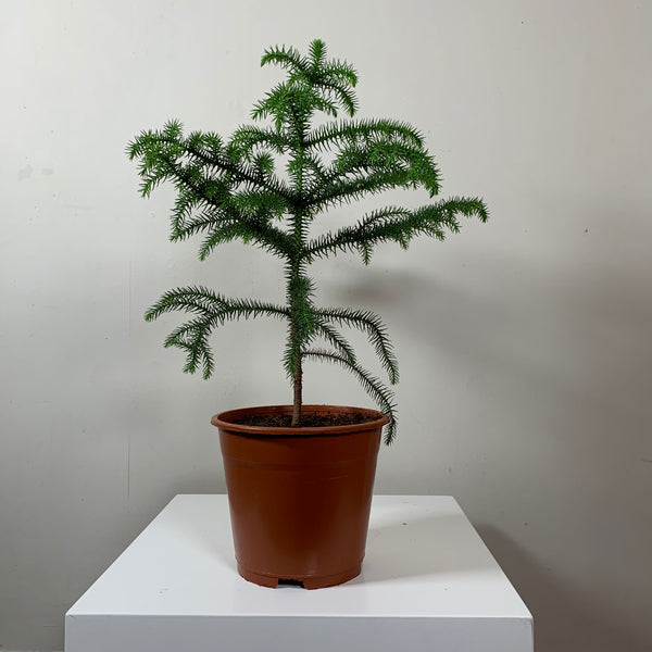 Araucaria Heterophylla (Norfolk Island Pine)