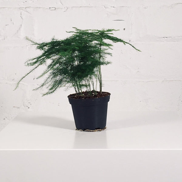 Asparagus Fern (Asparagus Fern)
