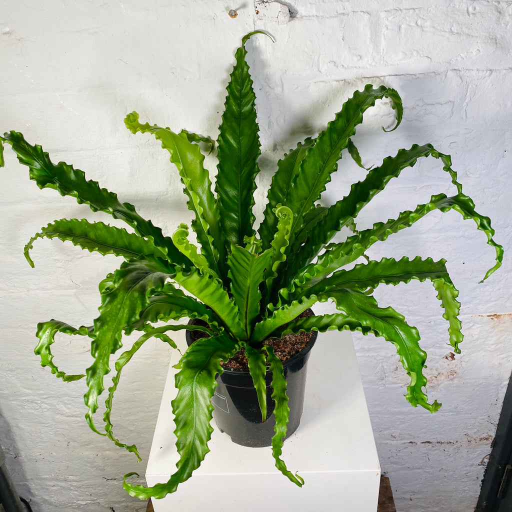 Asplenium (Birds Nest Fern)
