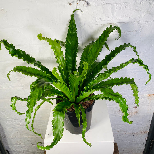 Asplenium (Birds Nest Fern)