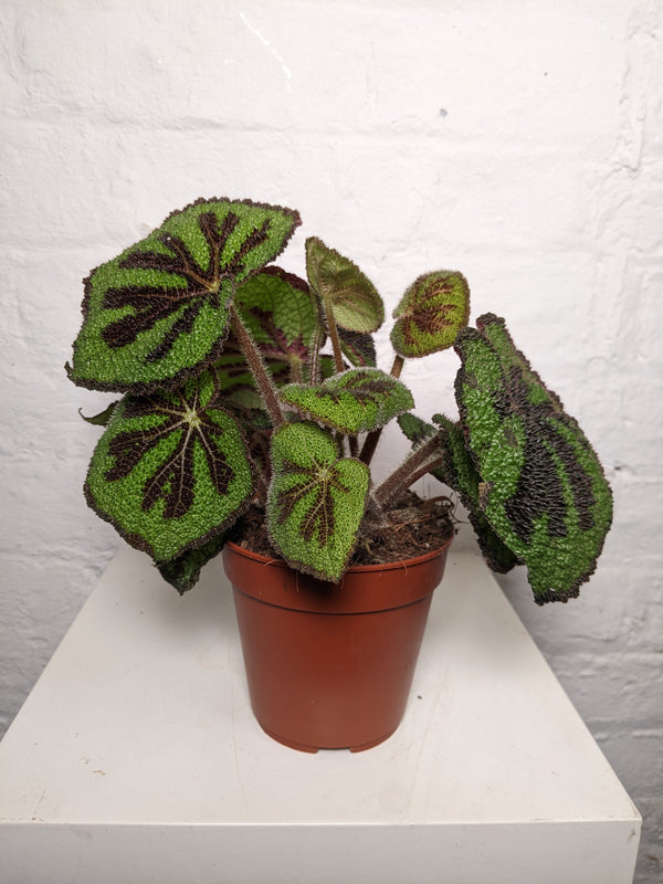 Begonia Masoniana (Iron Cross Begonia)