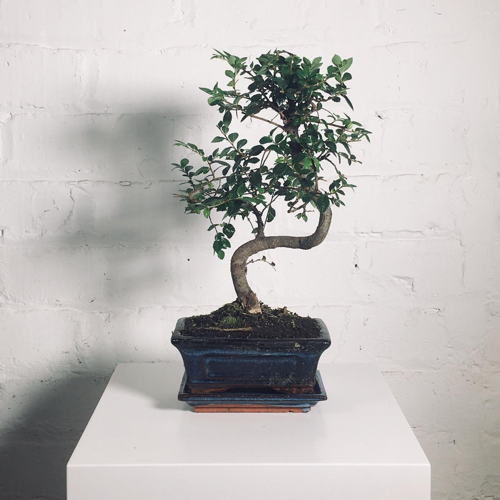 Bonsai (Bonsai in Pot)