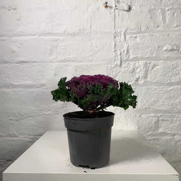 Brassica (Ornamental Cabbage)