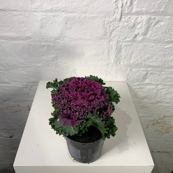 Brassica (Ornamental Cabbage)