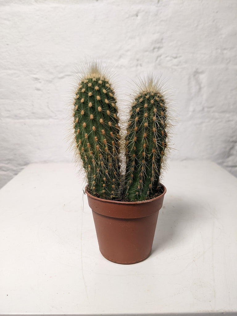 Cactus (Mix)