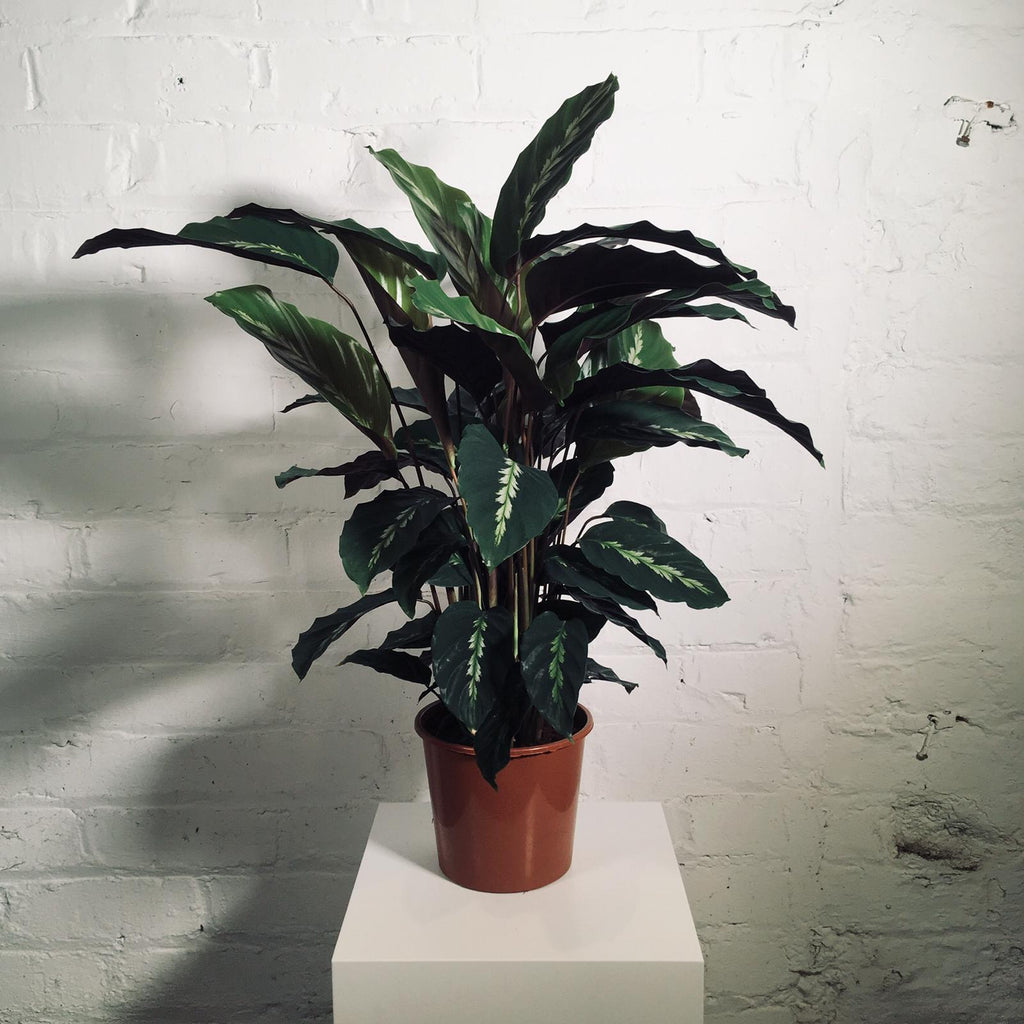 Calathea (Prayer Plant)