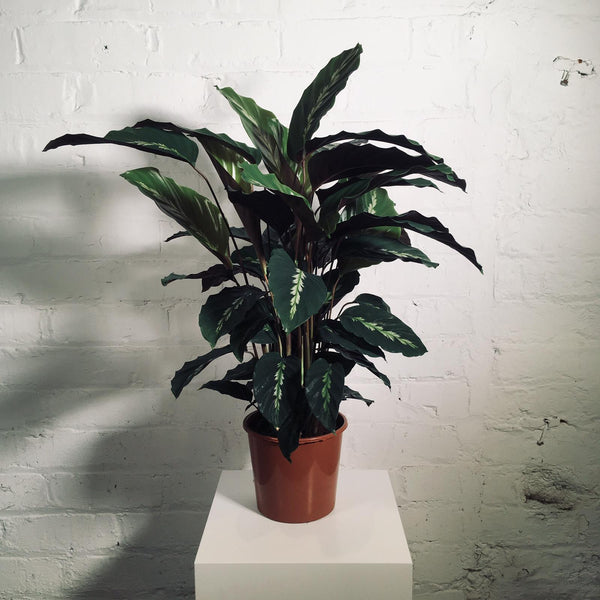 Calathea (Prayer Plant)