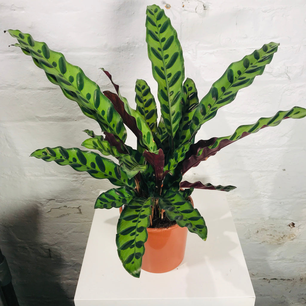 Calathea Lancifolia (Rattlesnake Plant)