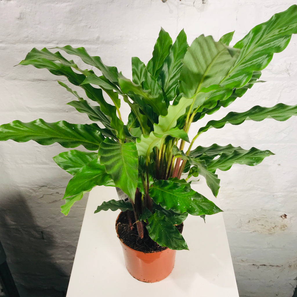 Calathea Rufibarba (Furry Feather)
