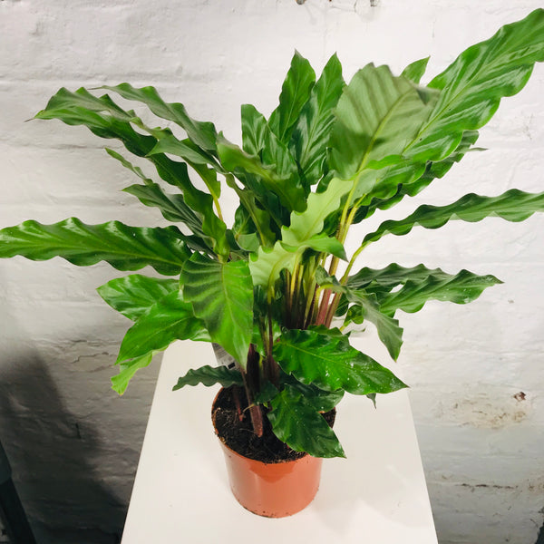 Calathea Rufibarba (Furry Feather)