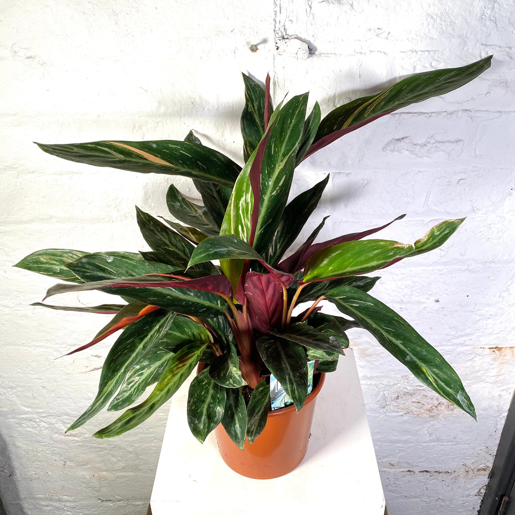 Calathea triostar (Stromanthe Sanguinea)