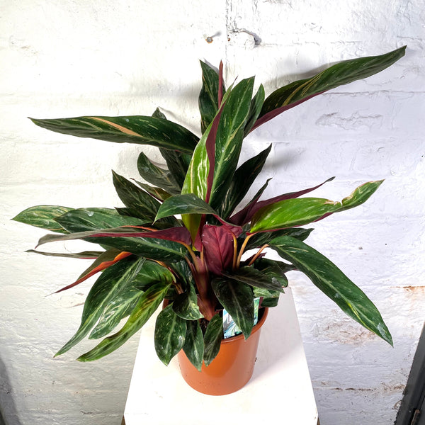Calathea triostar (Stromanthe Sanguinea)