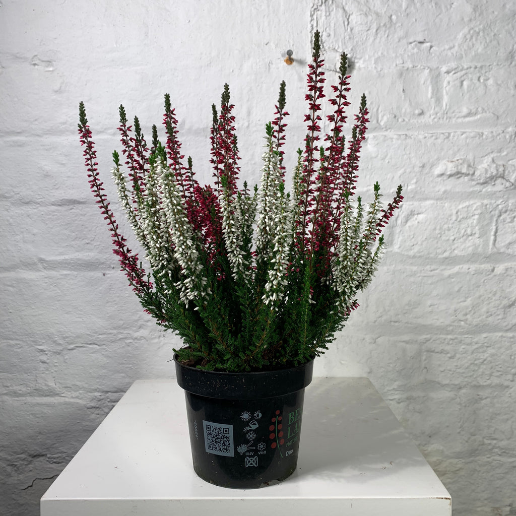 Calluna (Heather )