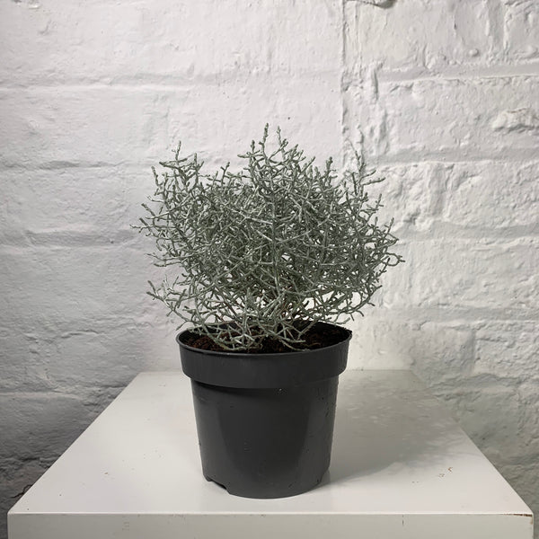 Calocephalus (Silver Sand)