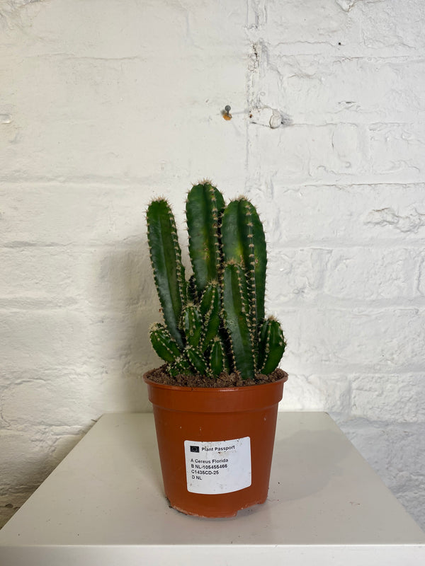 Cereus Florida (Night flowering cactus)