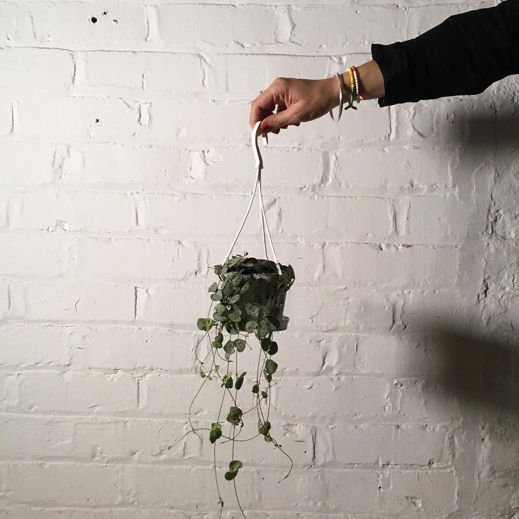 Ceropegia Woodii (String Of Hearts)