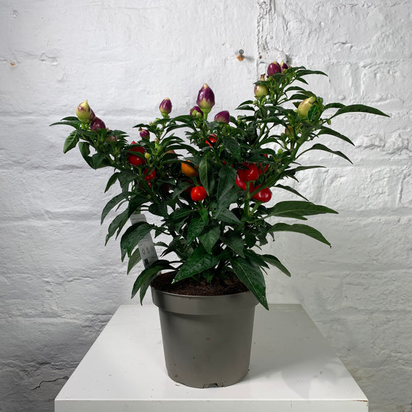 Capsicum (Chilli Plant)