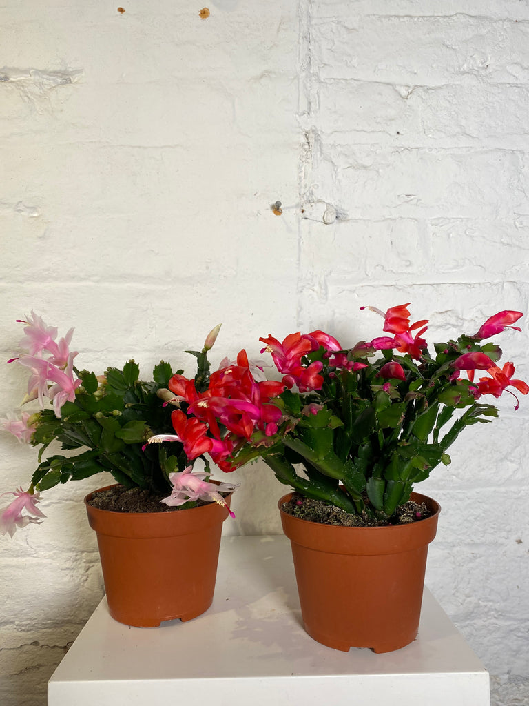 Schlumbergera (Christmas Cactus)