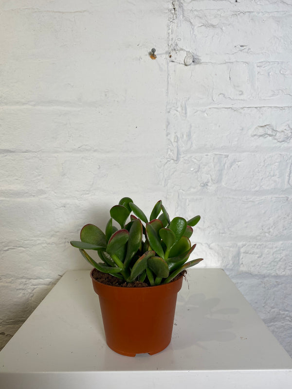 Crassula Ovata (Jade Plant)