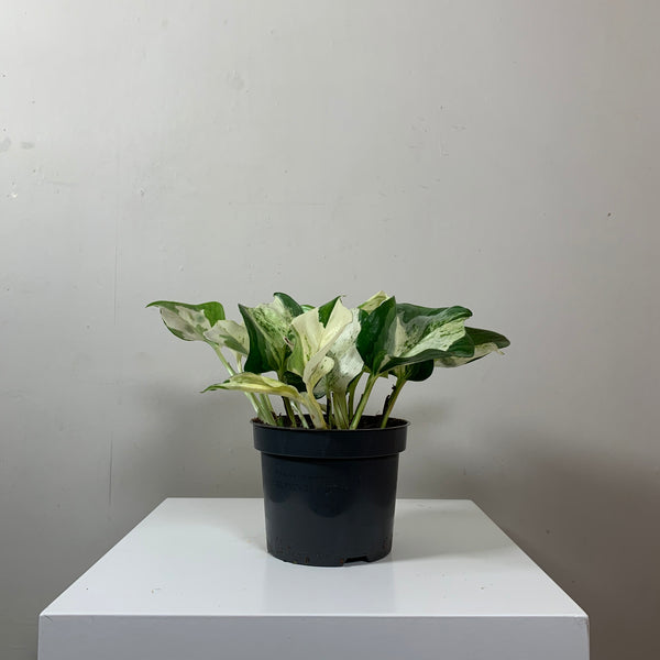 Epipremnum Aureum (Devil's Ivy)