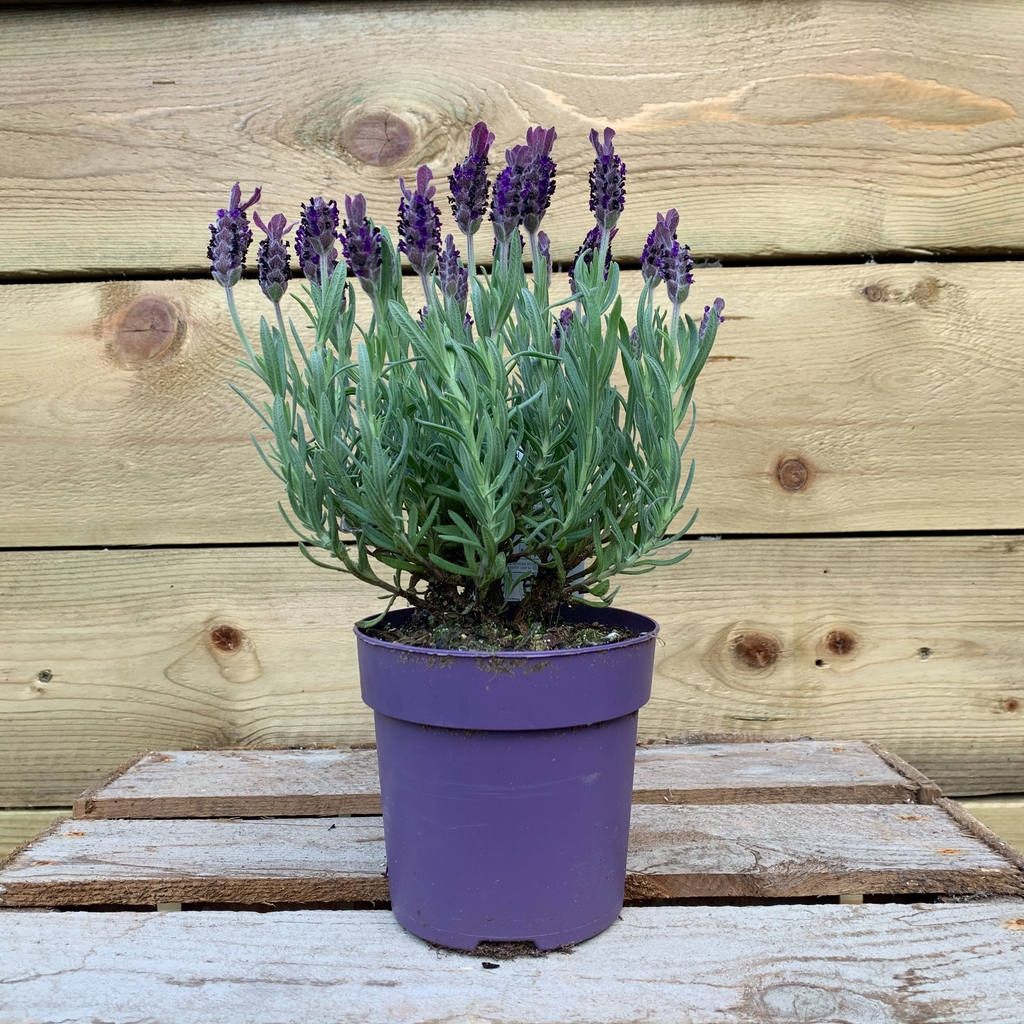 Lavandula (Lavender)