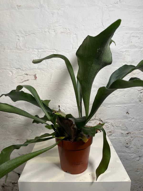 Platycerium (Elkhorn fern)