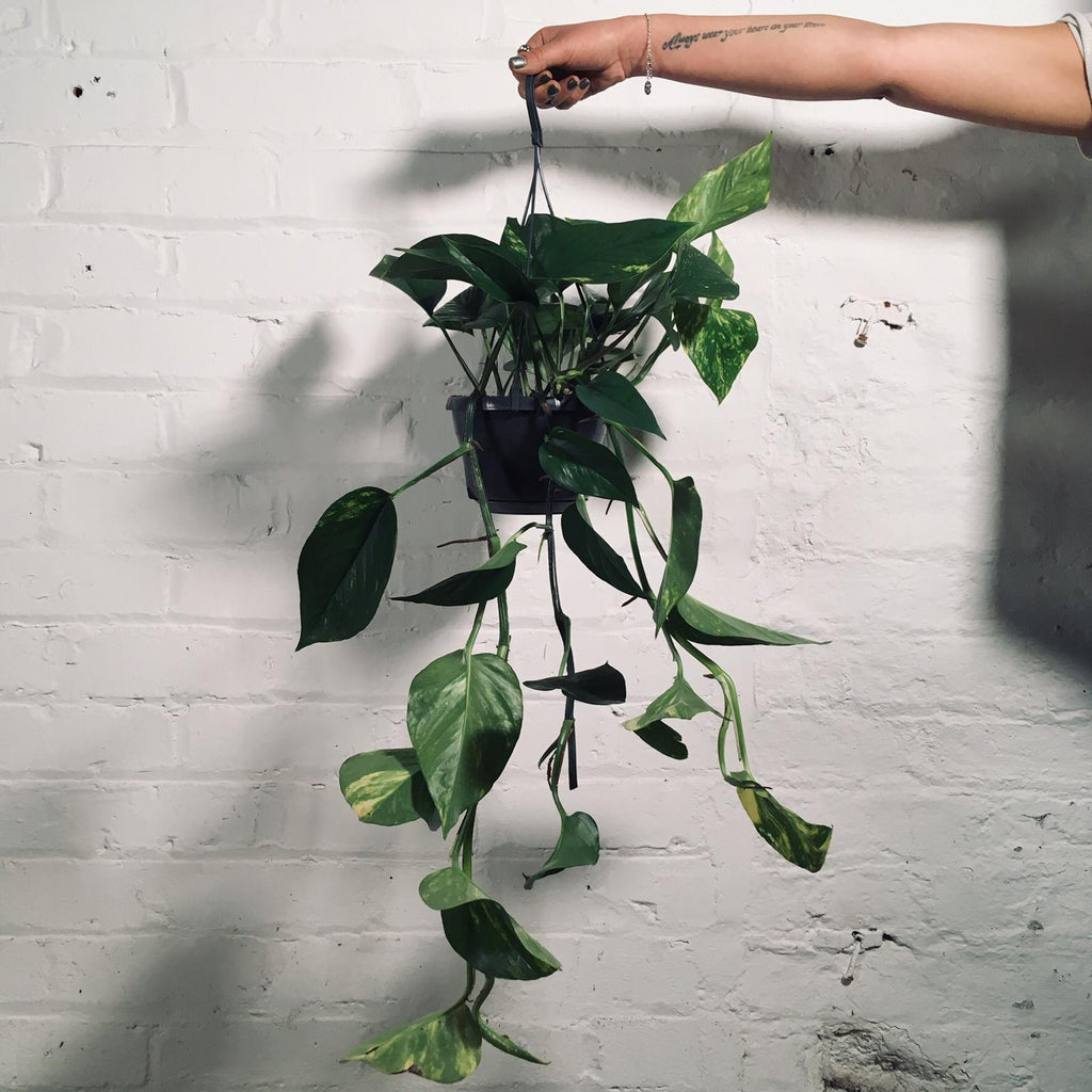 Epipremnum Aureum (Devil's Ivy)