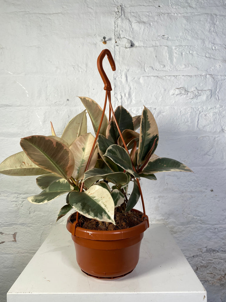 Ficus Elastica (Rubber Plant)