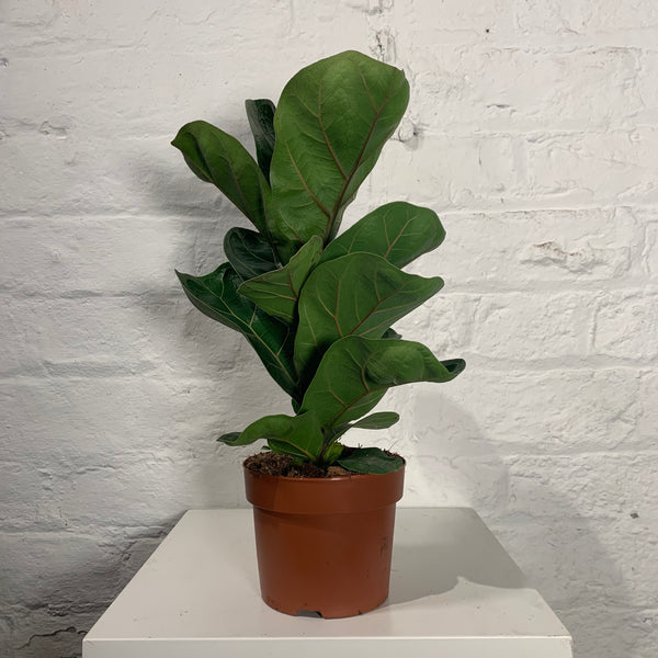 Ficus Lyrata (Fiddlefig)